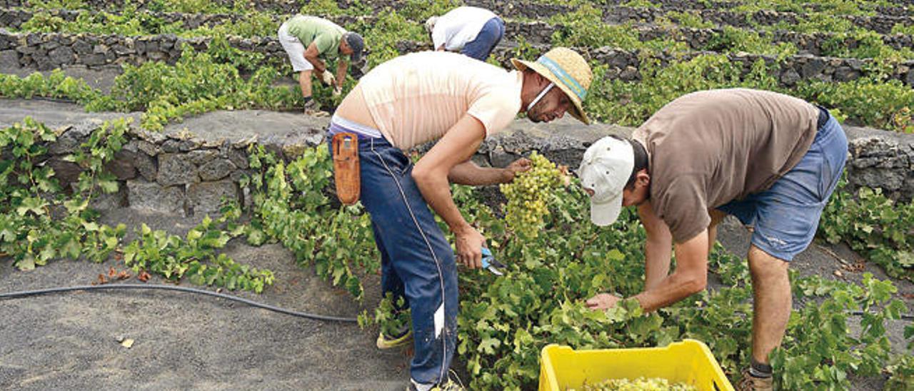 Lanzarote oferta a Tenerife 35.000 de los 300.000 kilos del excedente de uva