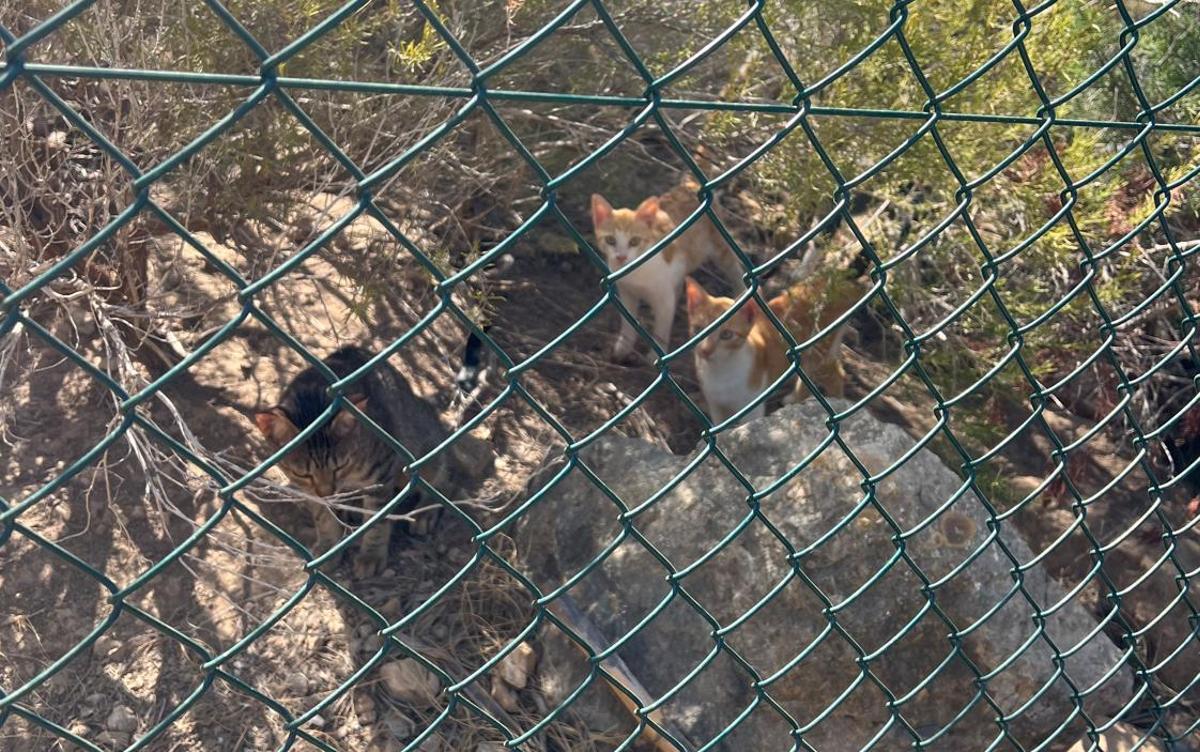 Los animales están dentro de un recinto cerrado.