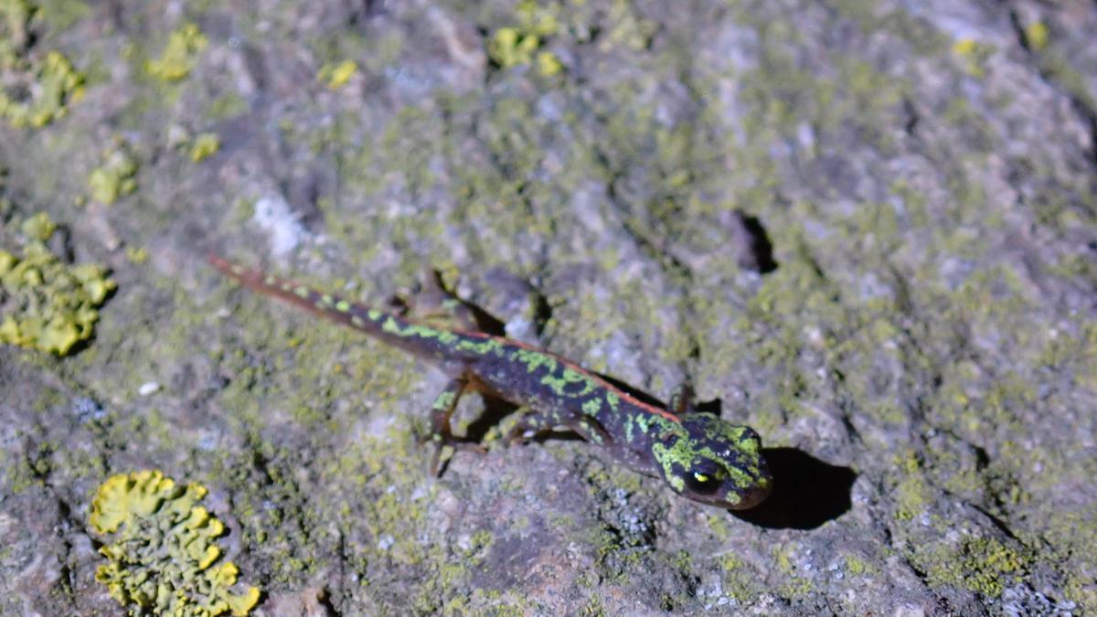 VÍDEO | El cap de Creus recupera les vuit espècies d'amfibis documentades al parc gràcies a les pluges d'aquesta primavera