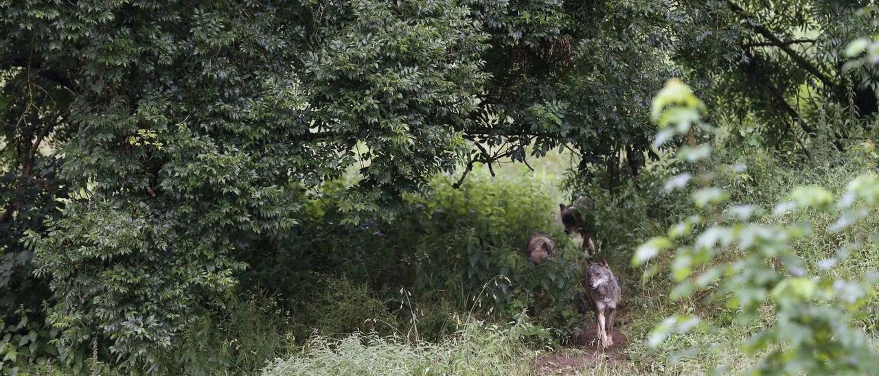 Lobos en las instalaciones del centro de interpretación del lobo de Belmonte el lunes. |