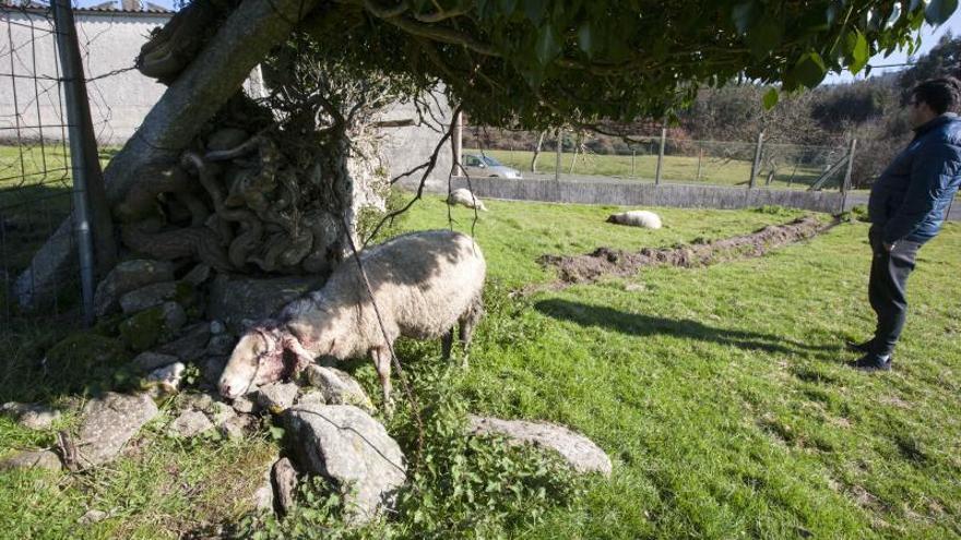 Galicia replica al Gobierno que en una década solo hubo sesenta batidas de lobo con 11 capturas