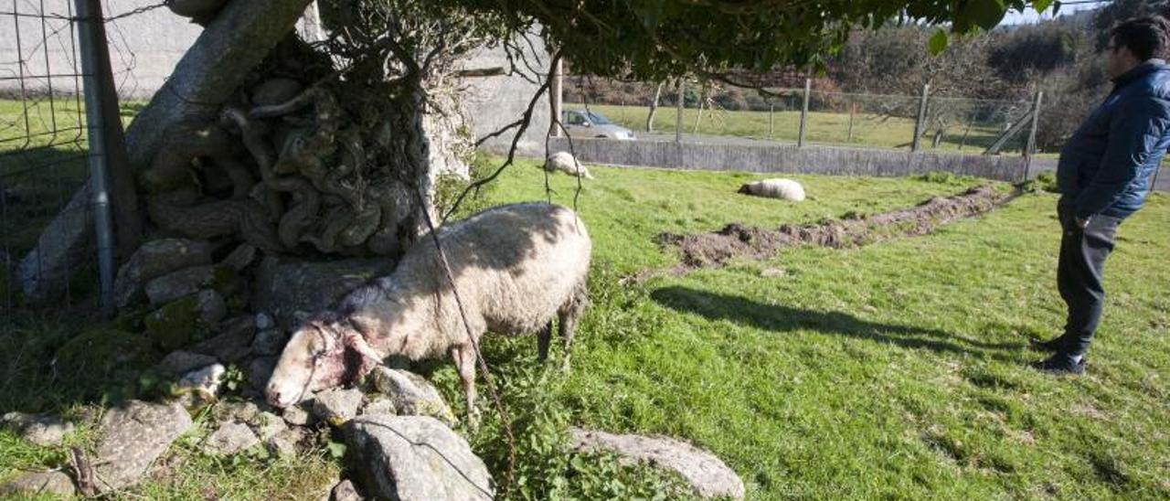 Una oveja atacada por un lobo en A Estrada.   | // BERNABÉ/CRIS M. V.