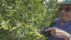 Un huerto de mandarinas de la Vega Baja brotando en pleno verano por efecto del cambio climático. TONY SEVILLA