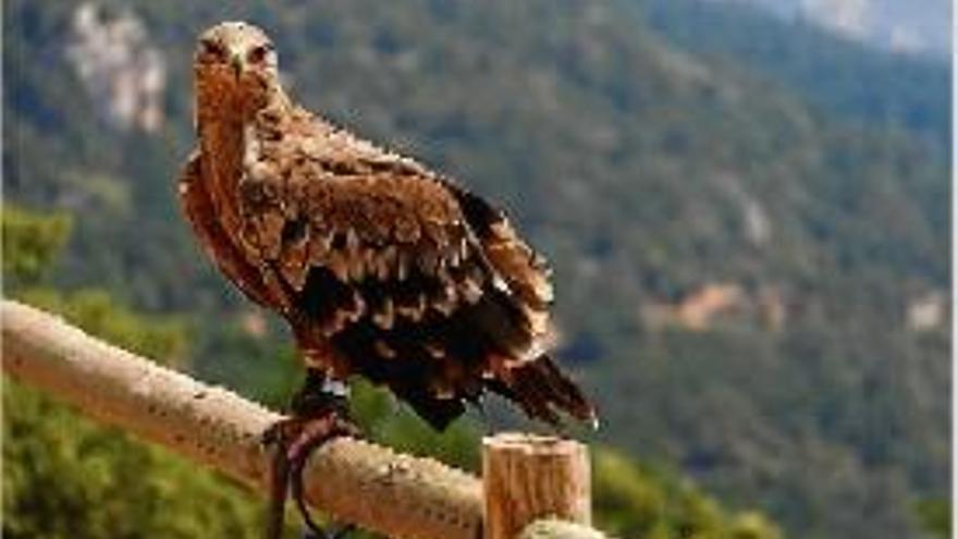 Busquen entre Lladurs i Odèn una àliga que es va escapar d&#039;una exhibició al Zoo del Pirineu