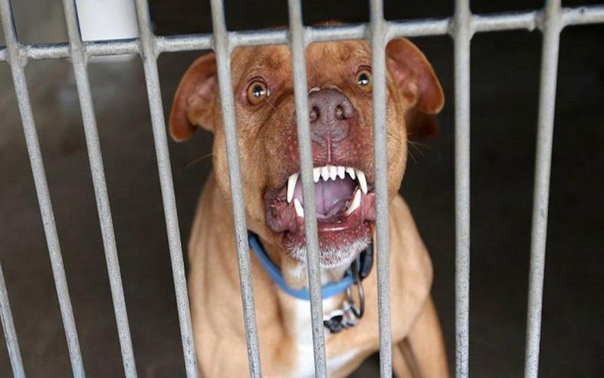 Un perro de raza Pitbull en una jaula.