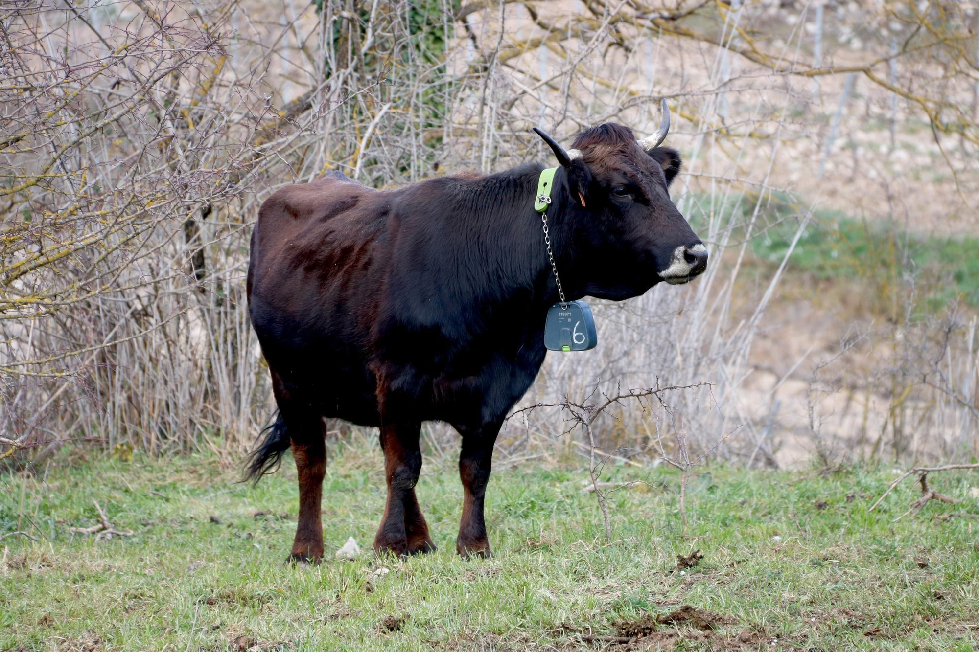 Les fotos de la vaca de l'Albera, una raça en perill d'extinció que es recupera