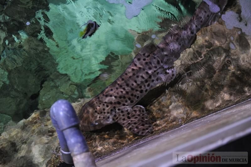 El acuario de la UMU albergará las especies emblemáticas del Mar Menor