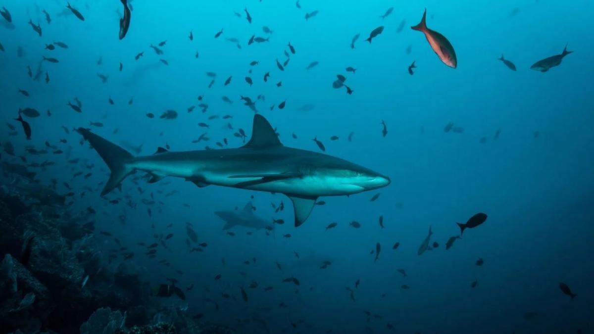 El aterrador ataque de un tiburón al morder a una buceadora