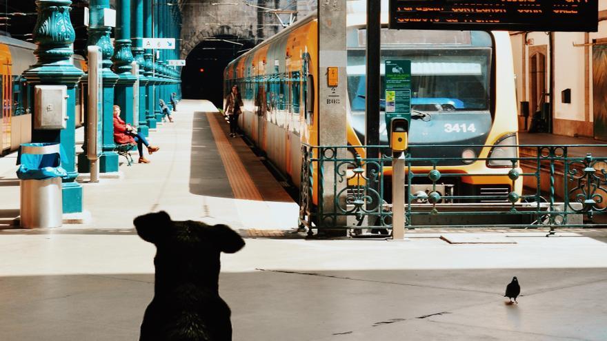 Qué perros pueden subir ya en los trenes AVE y de Larga Distancia de Renfe
