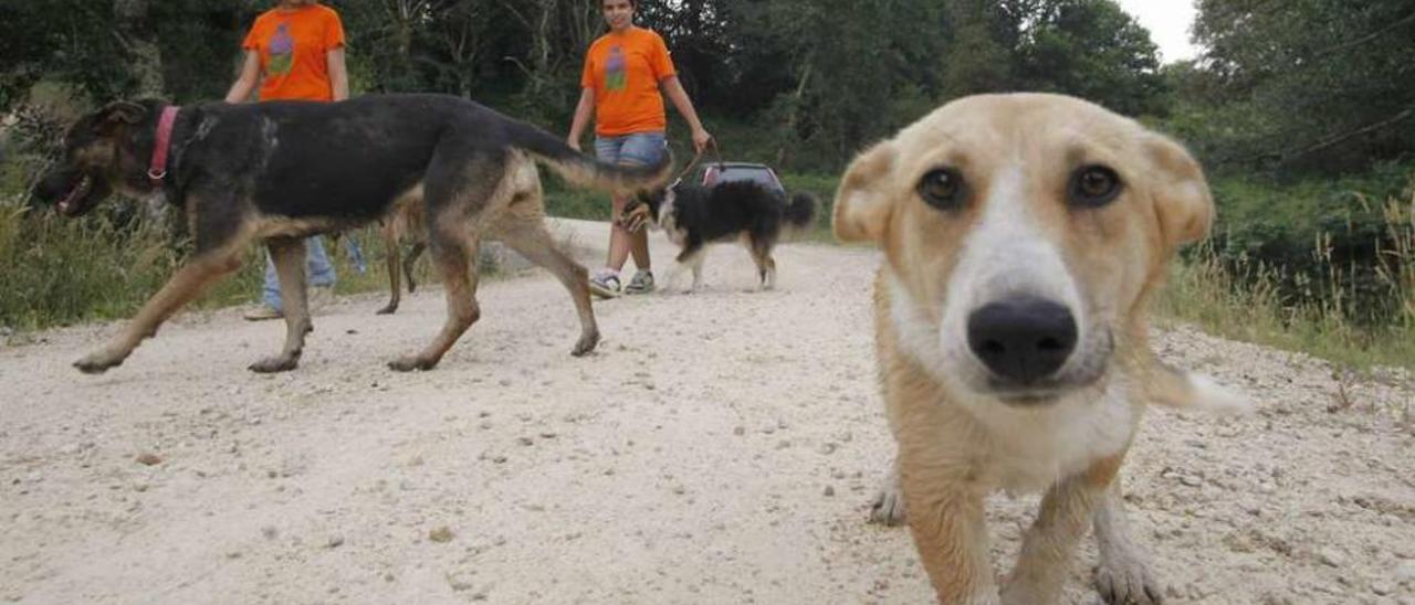 Miembros de Peludos Sen Fogar sacando a pasear a algunos de los perros. // Bernabé/Gutier