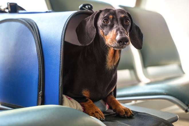 Viajar con tu mascota puede ser un tanto estresante debido a la cantidad de trámites que debes realizar.