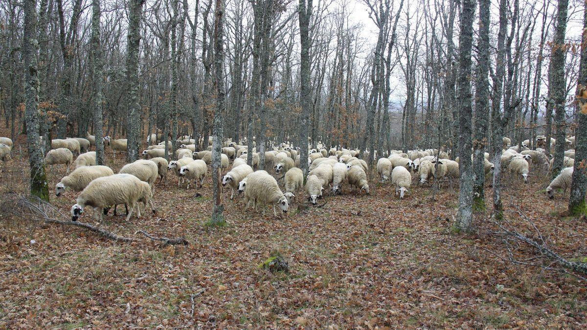 Un rebaño de ovejas pasta en un campo de Zamora.