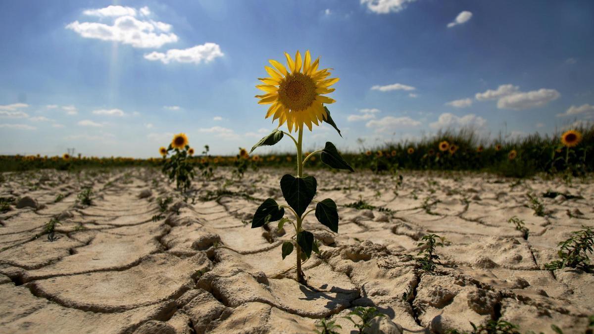 Un terreno afectado por la sequía en España.