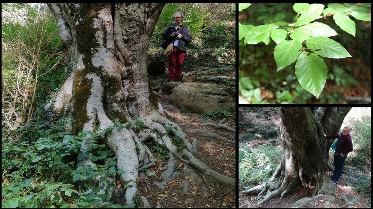 onbarcelona arbol arboles  madridejos haya de la grevolosa