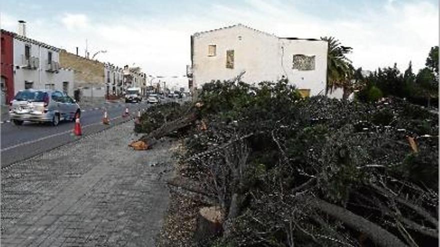 Arbres talats al costat de la via, un dels treballs previs als enderrocs de la carretera.