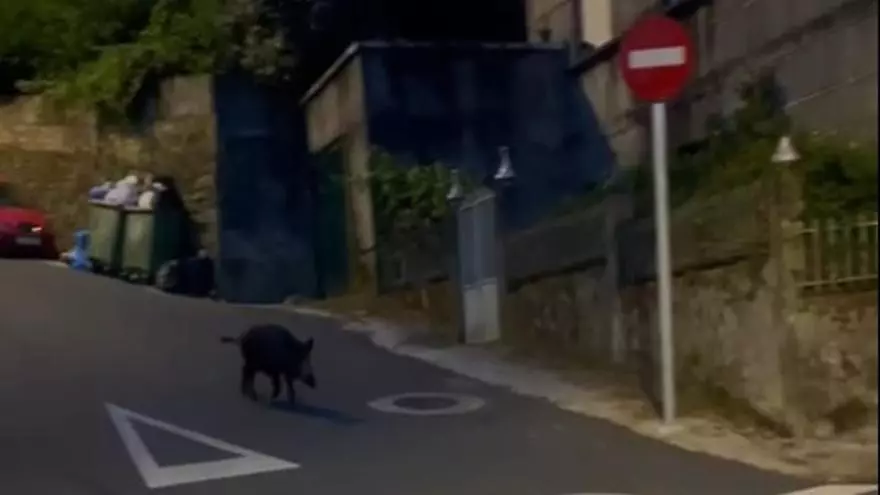 Un jabalí se pasea por Sampaio en plena huelga de basura de Vigo