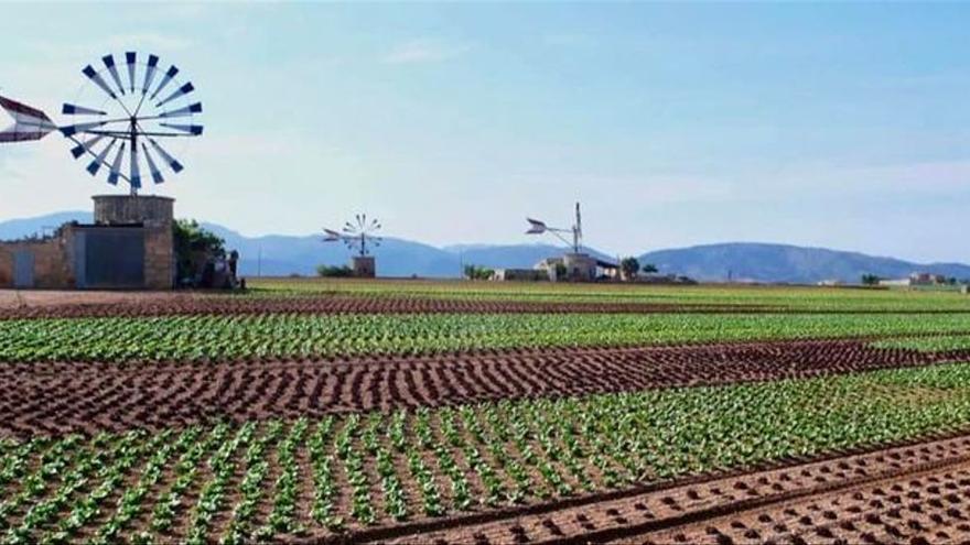 Mallorca-Windmühlen im Dienst der Energiewende?