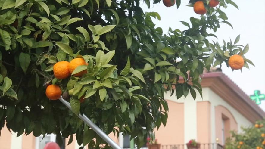Fepamic recoge las naranjas amargas de la ciudad