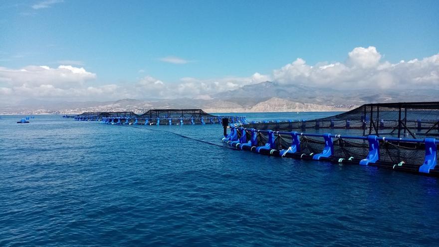 La Generalitat da luz verde a la ampliación de la megapiscifactoría de El Campello - Vimarsana News