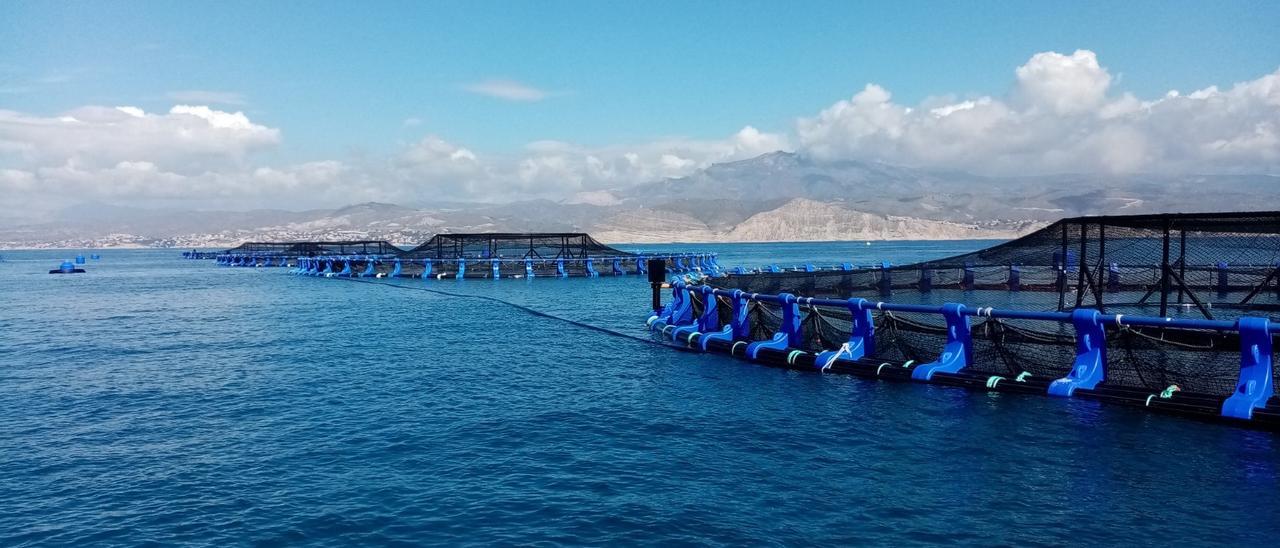 La piscifactoría puesta en marcha este año en El Campello