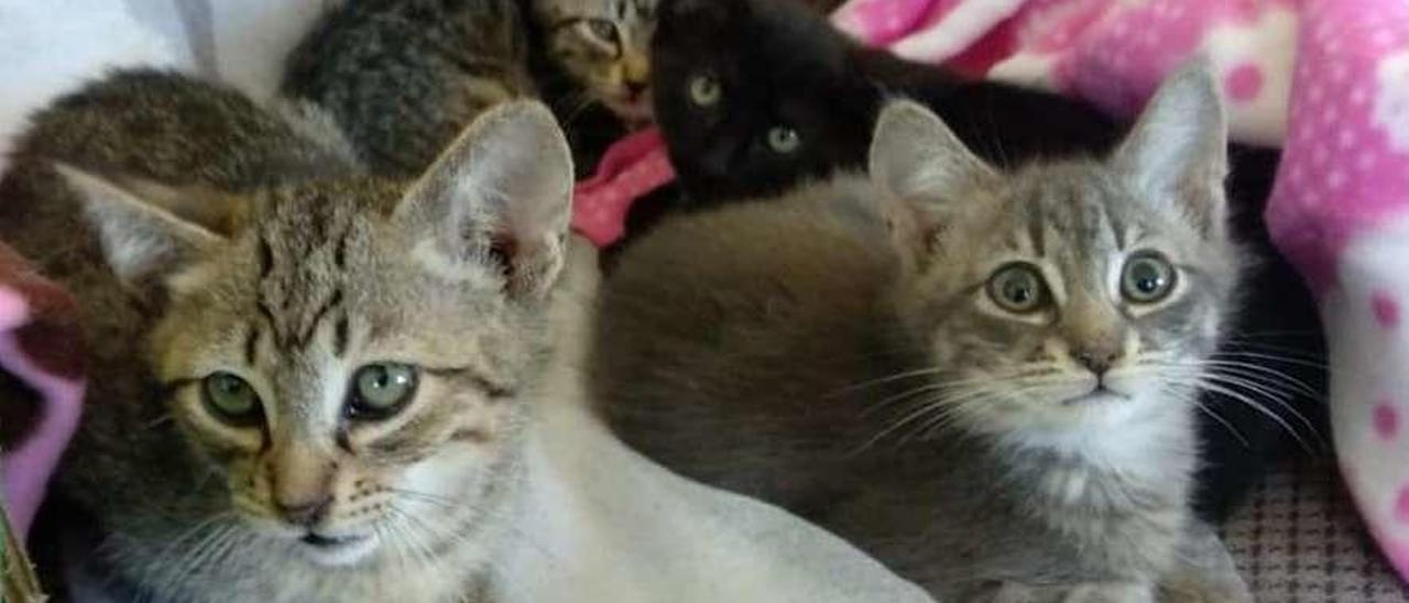 La asociación gestionó la adopción de alrededor de 50 gatos. // Palleiráns