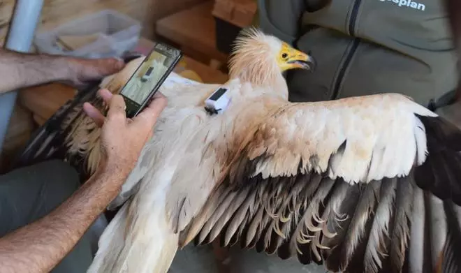 Medio Ambiente recupera un guirre encontrado herido al chocar con líneas eléctricas
