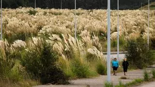 Incongruencia: el Ministerio de Transportes aconseja una planta invasora a cuya erradicación se dedican millones de euros