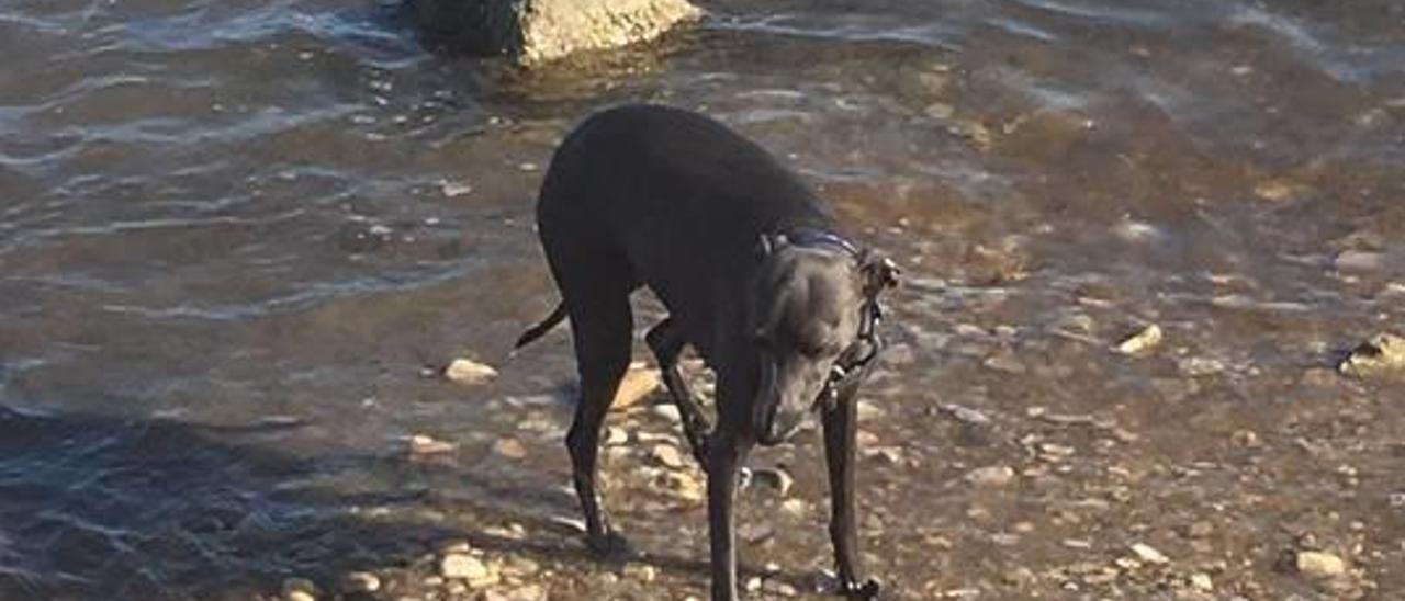 Denuncian la muerte de un galgo tras beber agua en la playa canina de El Campello