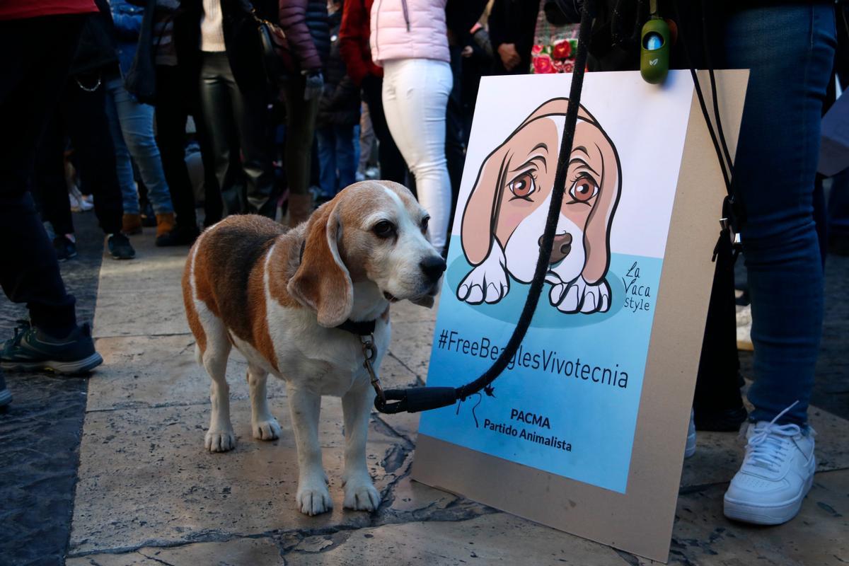 Un gos de la raça beagle, en una imatge d'arxiu.