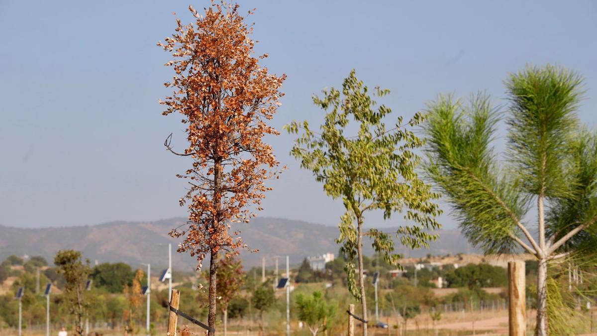 El Ayuntamiento tendrá que replantar algunos árboles del parque de Levante que se han secado.