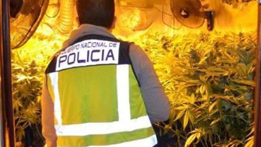 Un juez considera para autoconsumo 116 plantas de marihuana y absuelve al dueño