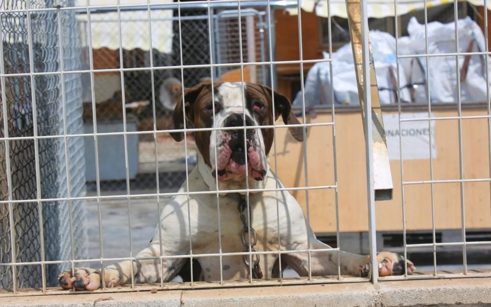 Instalaciones del refugio de animales de Benimàmet