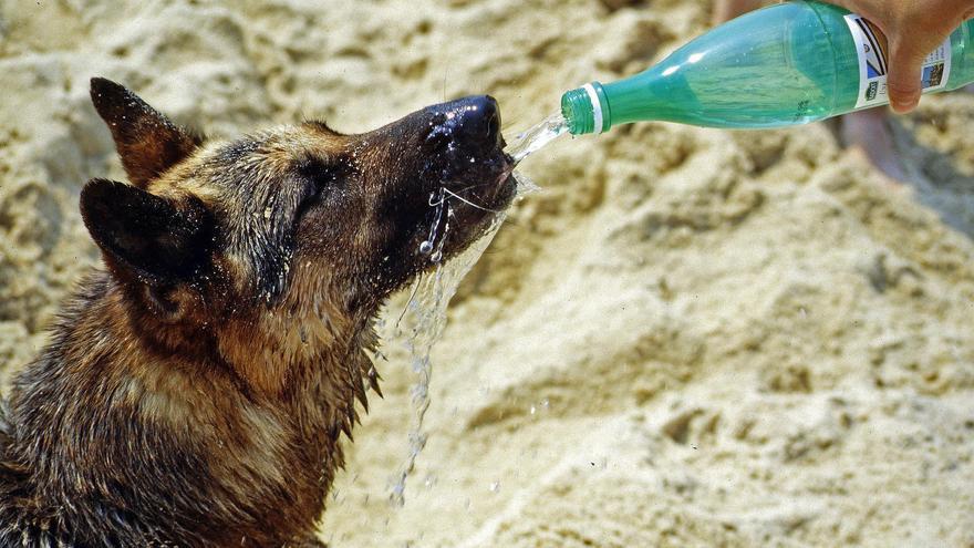 Síntomas de un golpe de calor en perros