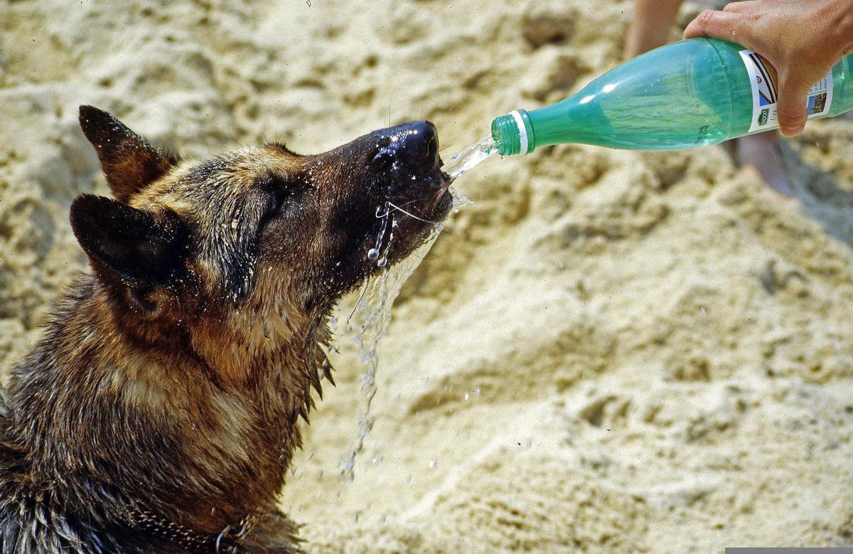 CÓMO AFECTA EL CALOR A LOS PERROS | Estos son los síntomas de un golpe de calor en perros