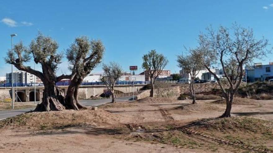 La CHJ ordena a Vinaròs que retire los árboles plantados en el cauce del Cérvol