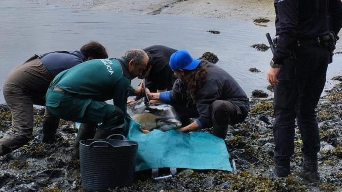 Servicios de emergencia ayudando al animal esta mañana en As Salinas.