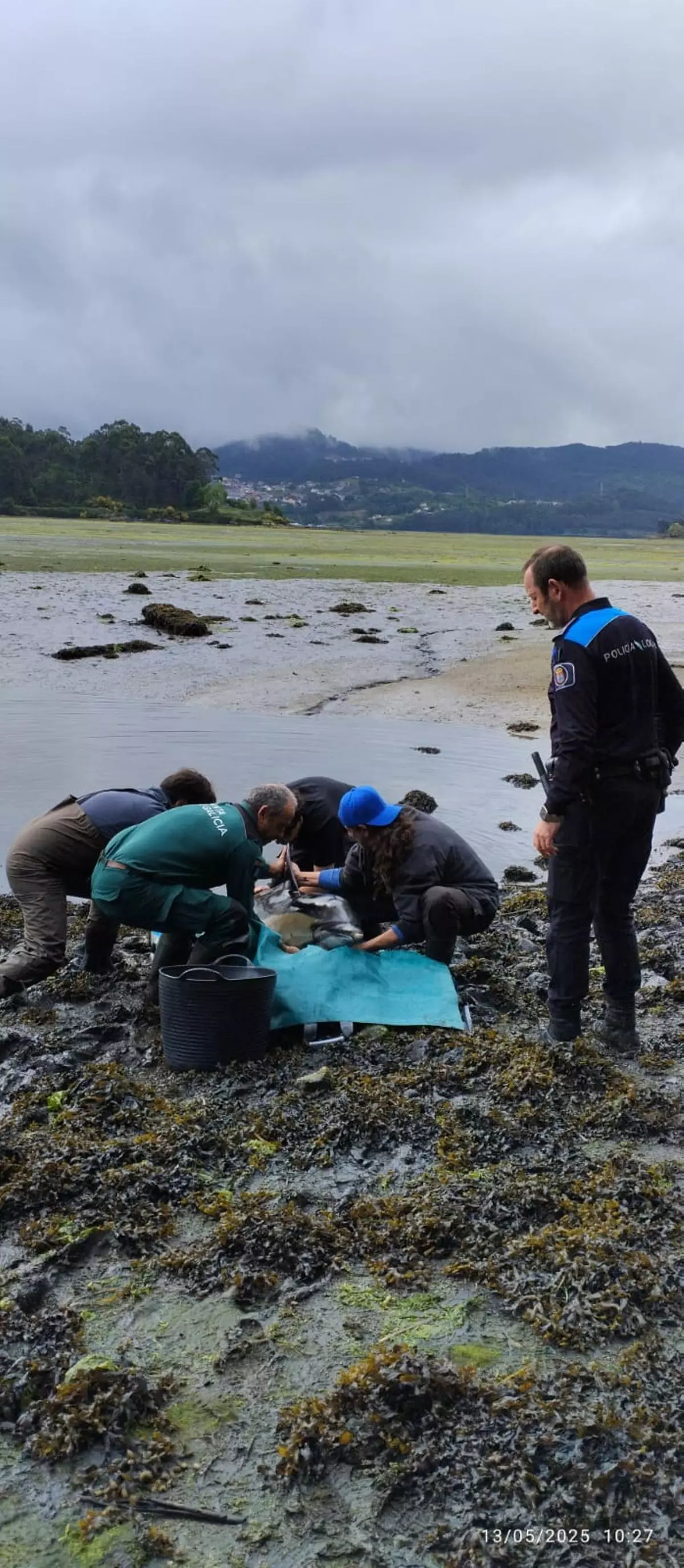Salvado un golfiño varado en Vilaboa