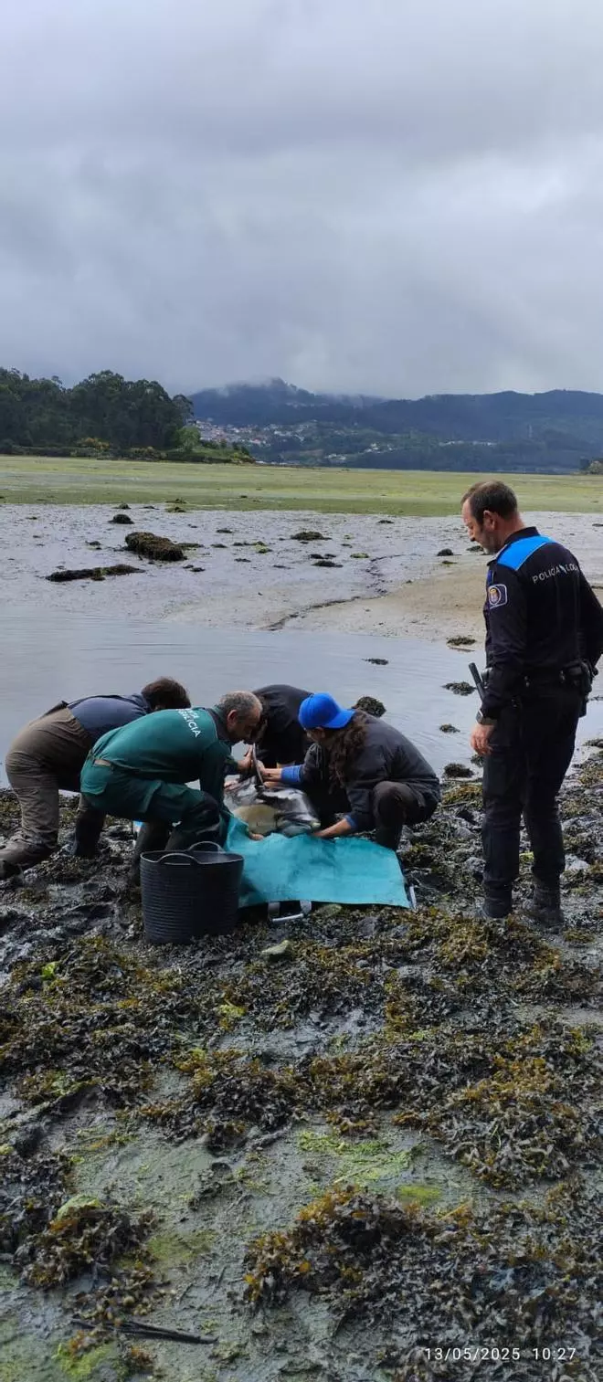 Salvan a un delfín varado en Vilaboa