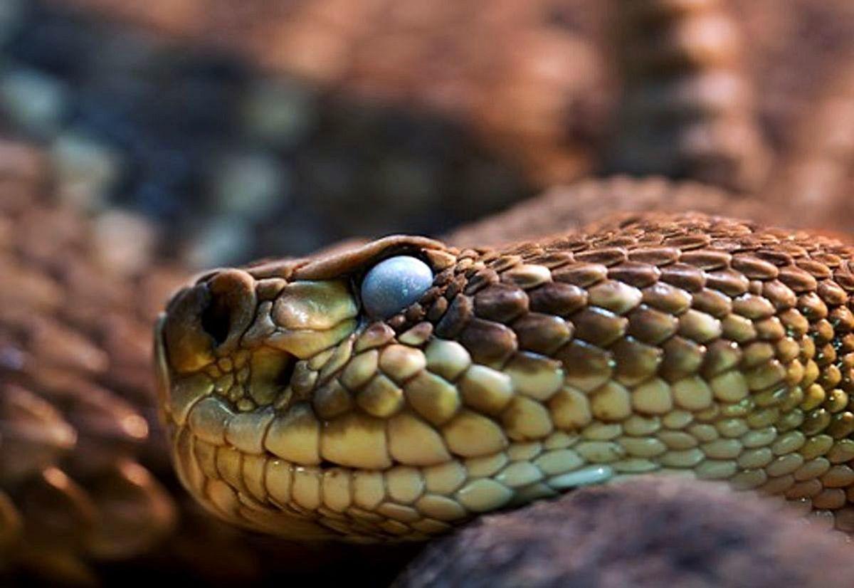 Tengo una serpiente a lo «DiCaprio»