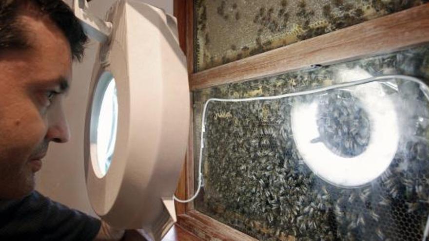 Un hombre contempla un panal de abejas en el museo de Historia Natural de Valencia