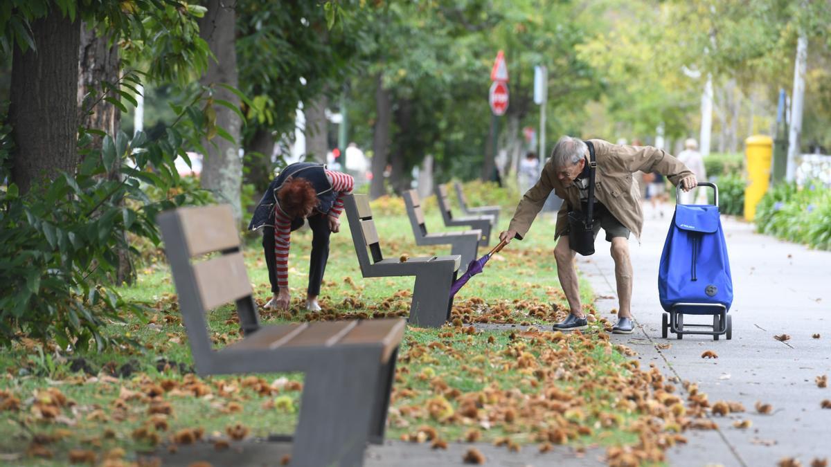 Temporada de castañas en Salvador de Madariaga