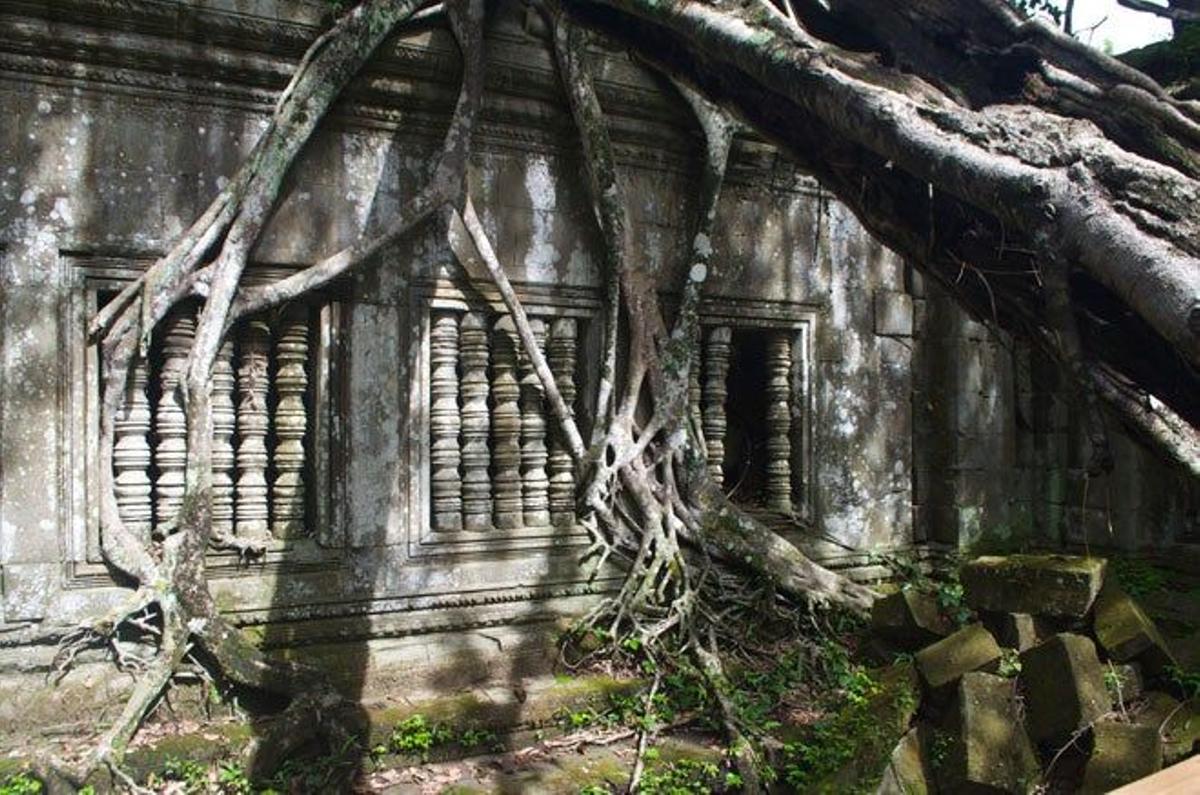 Columnas y raíces se funden en las paredes de Beng Mealea