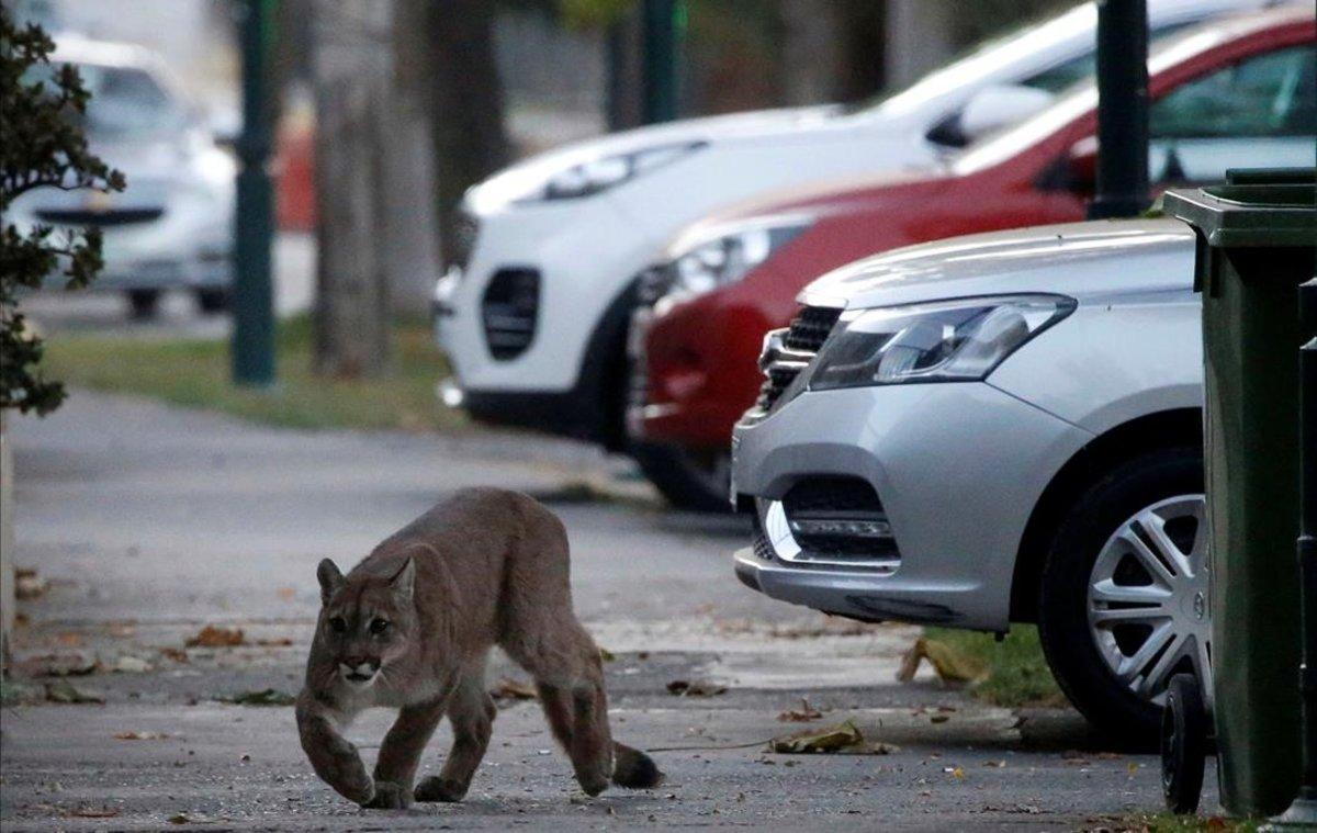 Un puma camina en las calles de Santiago de Chile.