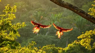 Consejos de viajeros para vivir la ‘Pura Vida’ en Costa Rica