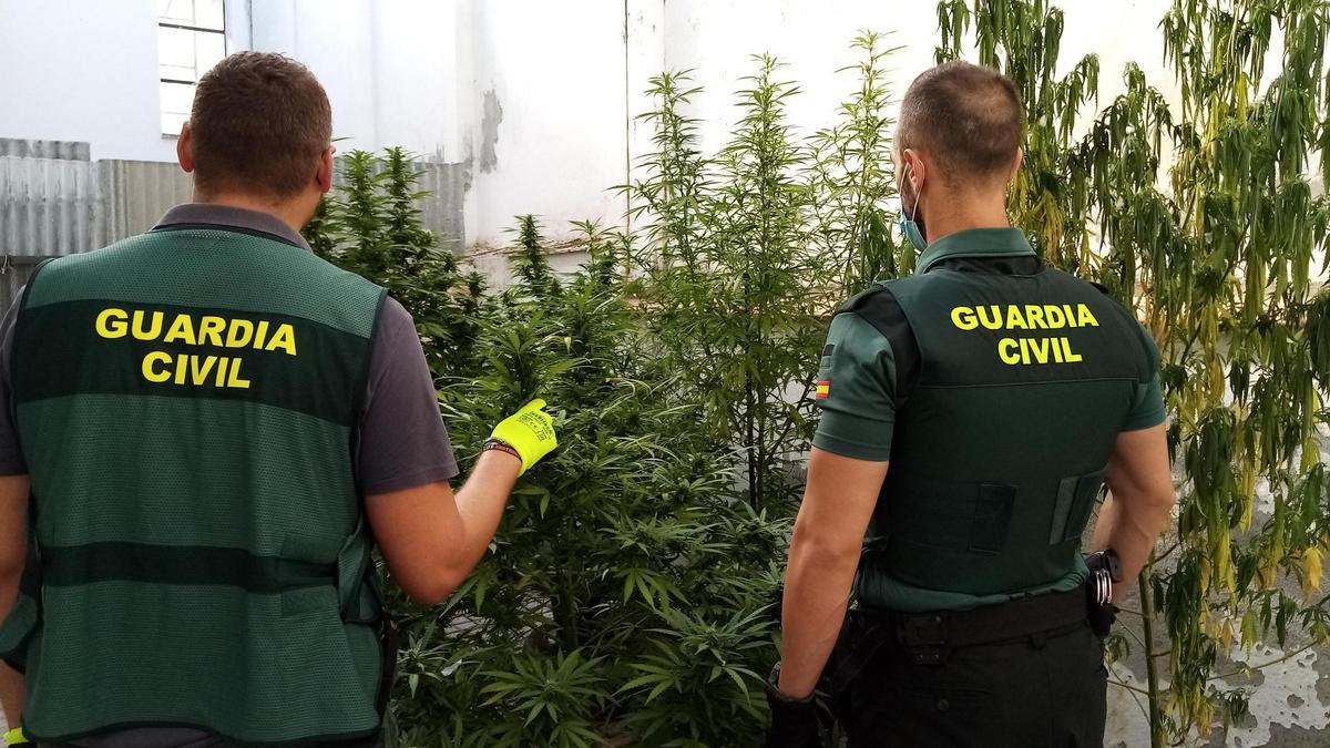 Dos agentes de la Guardia Civil observan una plantación de marihuana en una imagen de archivo.