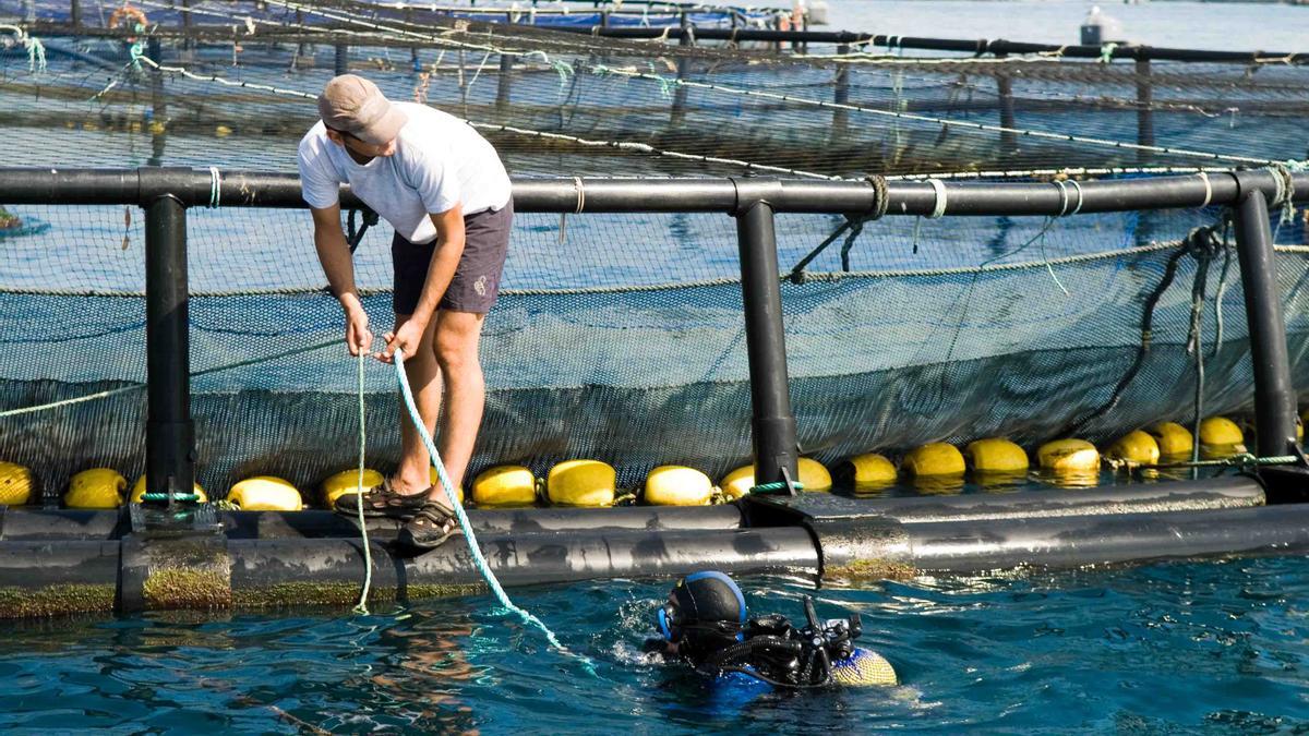 Los buzos se encargan de que en los viveros de acuicultura, como el de El Campello, se encargan de la alimentación de los peces y del mantenimiento de las redes.