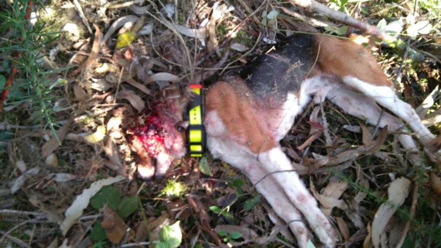 Un lobo mata a un perro de caza en una batida en Pravia