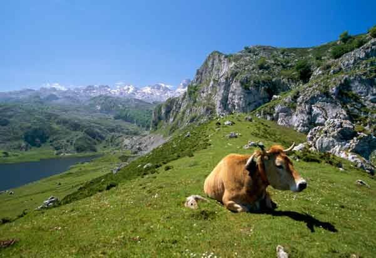 Picos de Europa