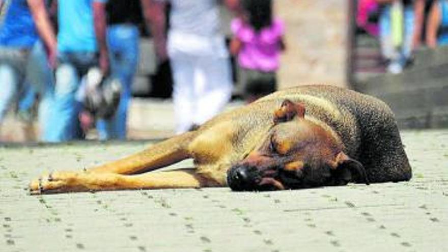 Las 10 excusas más oídas para abandonar un perro