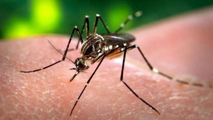 Notificados dos nuevos casos de zika en Aragón